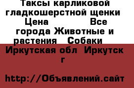 Таксы карликовой гладкошерстной щенки › Цена ­ 20 000 - Все города Животные и растения » Собаки   . Иркутская обл.,Иркутск г.